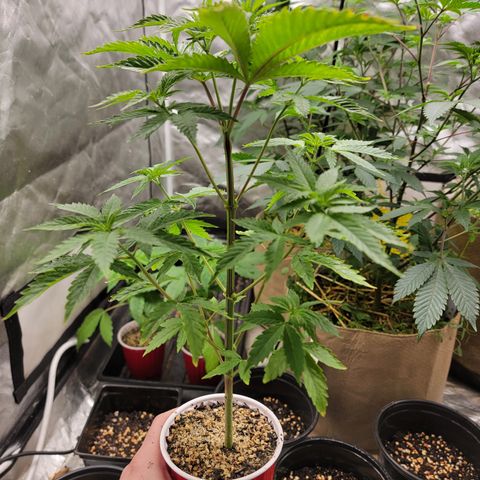 Bahama berry  growlog timeline photo