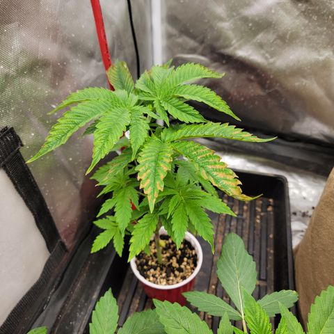 Bahama berry  growlog timeline photo