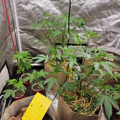 Bahama berry  growlog timeline photo