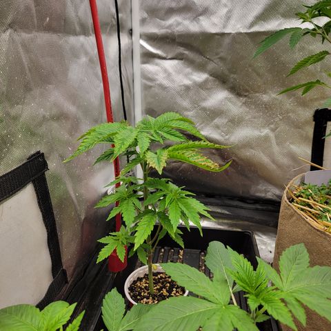 Bahama berry  growlog timeline photo