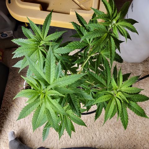 Bahama berry  growlog timeline photo