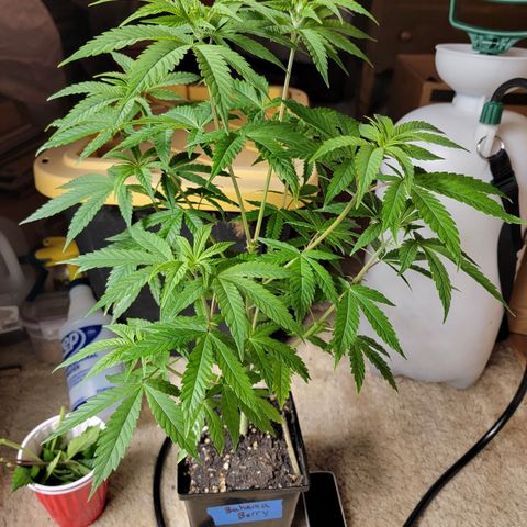 Bahama berry  growlog timeline photo