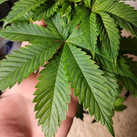 💪 growlog timeline photo