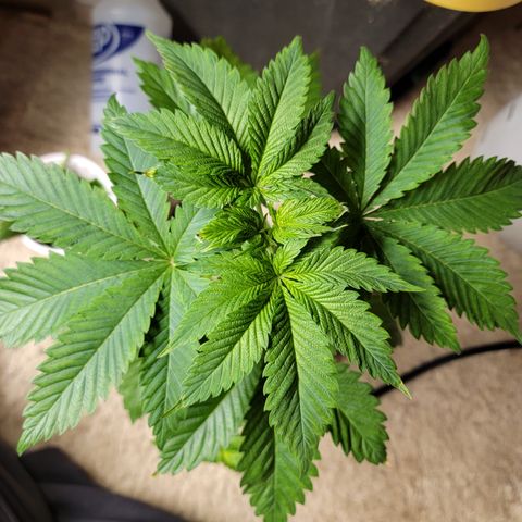 💪 growlog timeline photo