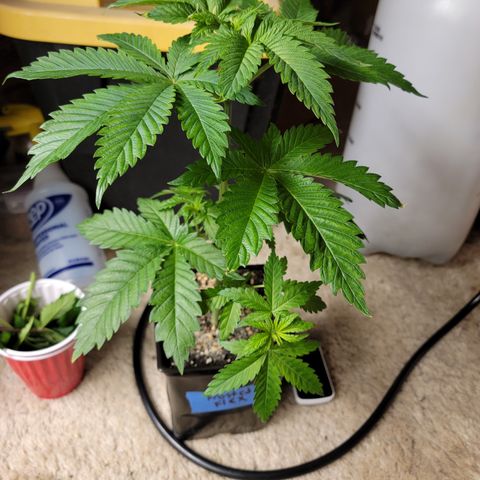 💪 growlog timeline photo