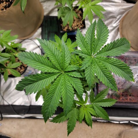 💪 growlog timeline photo