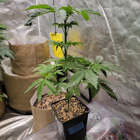 💪 growlog timeline photo