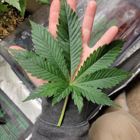 💪 growlog timeline photo