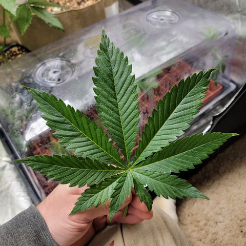 💪 growlog timeline photo
