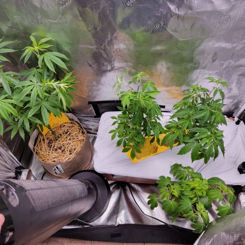 💪 growlog timeline photo