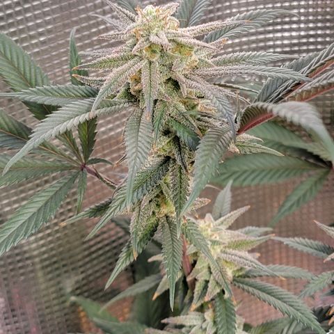 Bahama berry  growlog timeline photo