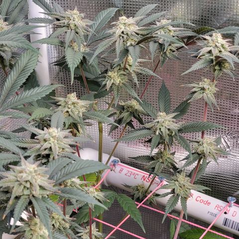 Bahama berry  growlog timeline photo