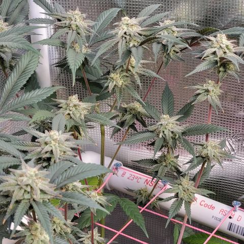 Bahama berry  growlog timeline photo