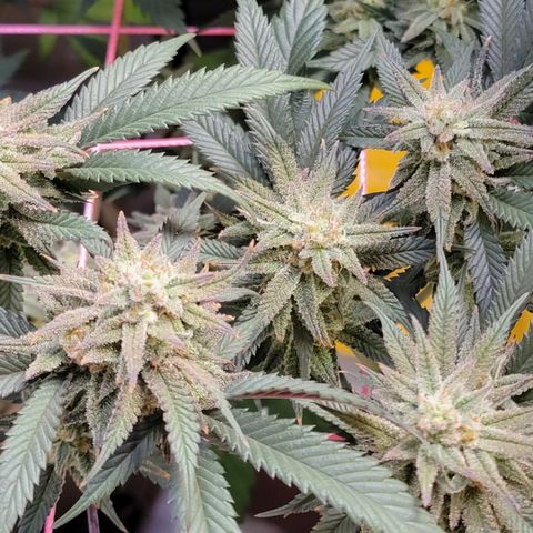 Bahama berry  growlog timeline photo