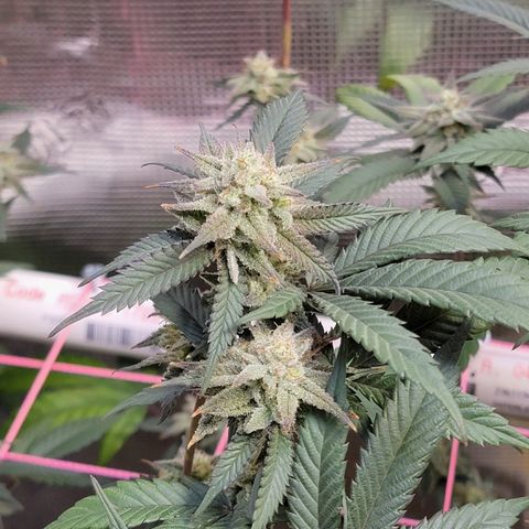 Bahama berry  growlog timeline photo