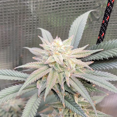 Bahama berry  growlog timeline photo