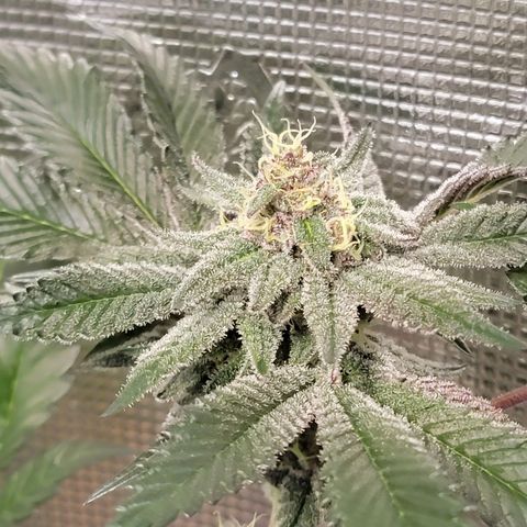 💪 growlog timeline photo