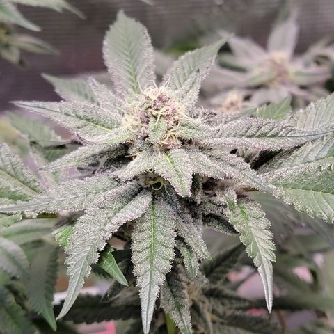 💪 growlog timeline photo