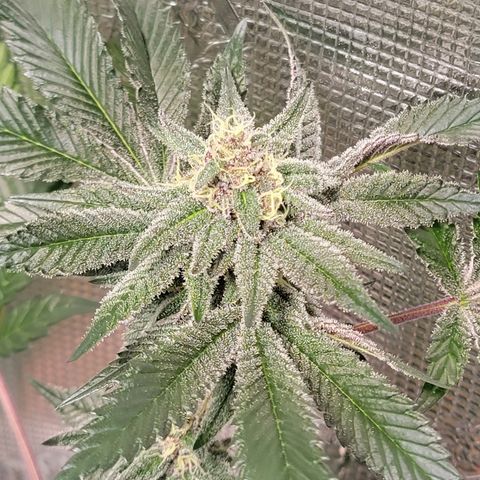 💪 growlog timeline photo