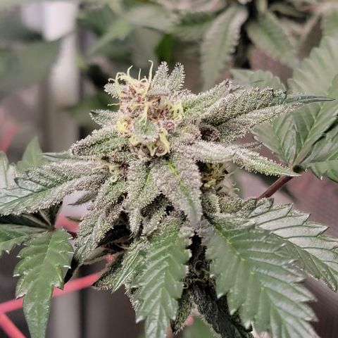 💪 growlog timeline photo