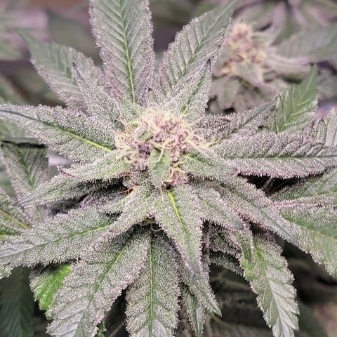 💪 growlog timeline photo
