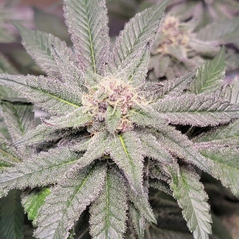 💪 growlog timeline photo