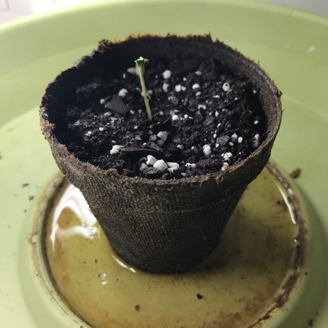 Freakshow  growlog photo
