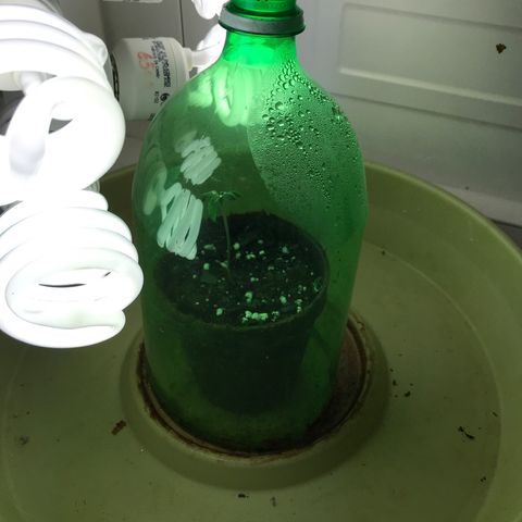 Freakshow  growlog photo