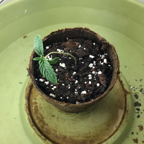 Freakshow  growlog photo