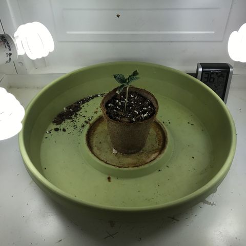 Freakshow  growlog photo