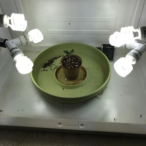 Freakshow  growlog photo