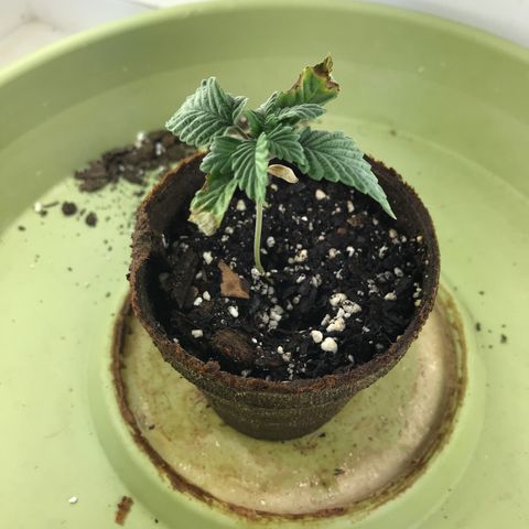 Freakshow  growlog timeline photo