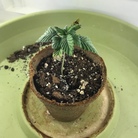 Freakshow  growlog timeline photo