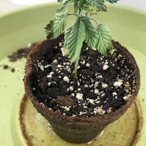 Freakshow  growlog timeline photo