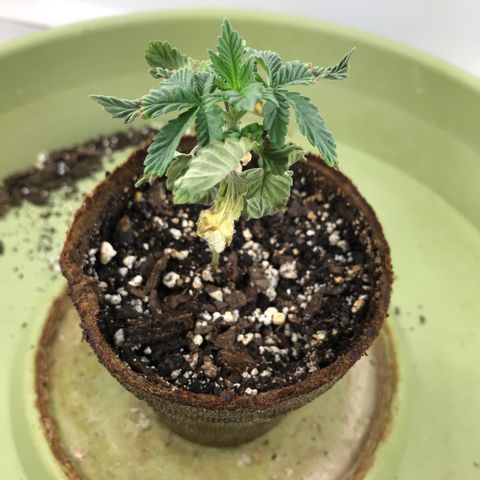 Freakshow  growlog timeline photo