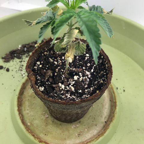 Freakshow  growlog timeline photo