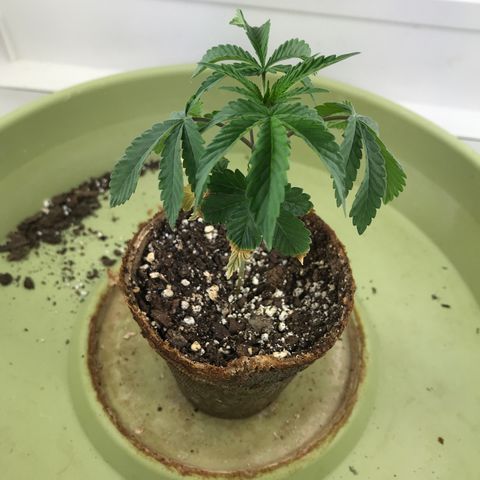 Freakshow  growlog timeline photo
