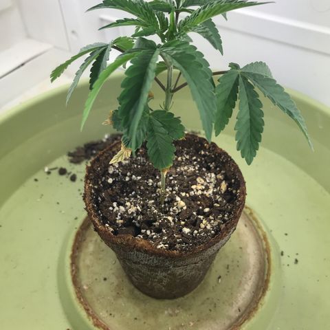 Freakshow  growlog timeline photo