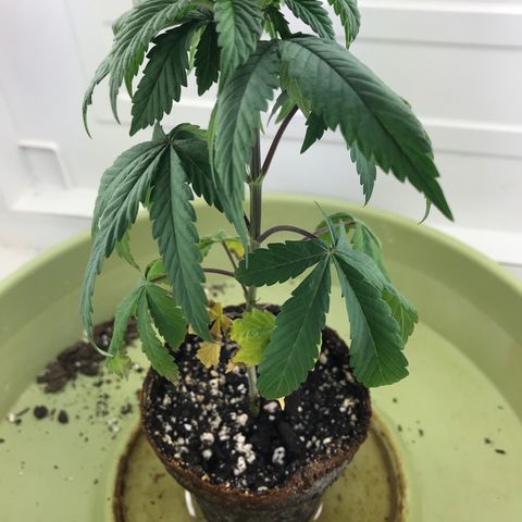 Freakshow  growlog timeline photo