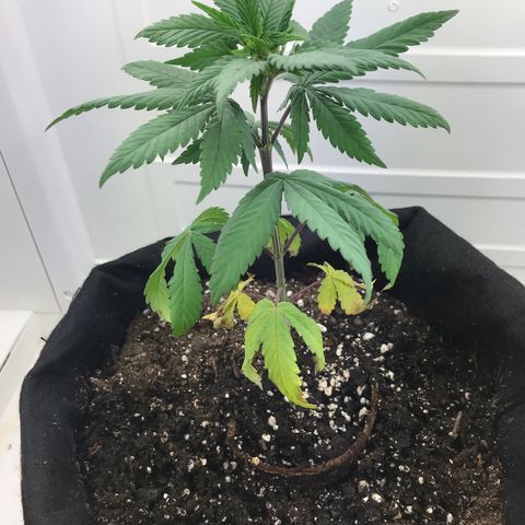 Freakshow  growlog timeline photo