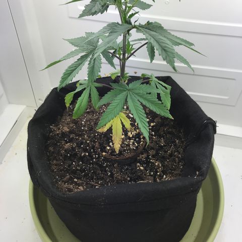 Freakshow  growlog timeline photo