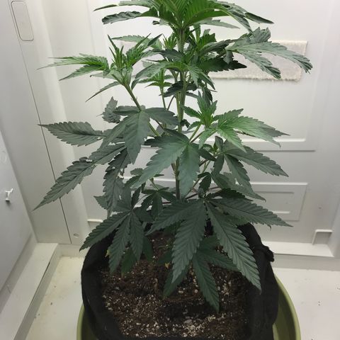 Freakshow  growlog timeline photo