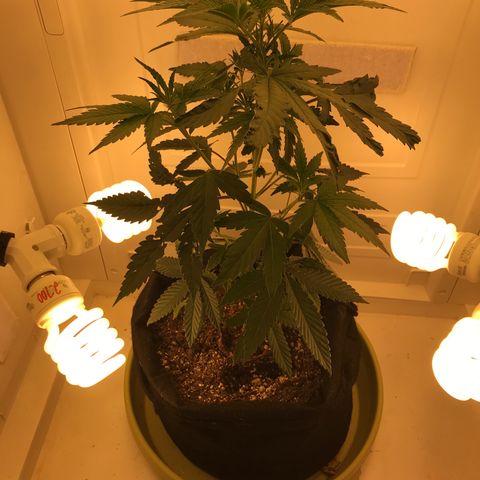 Freakshow  growlog timeline photo