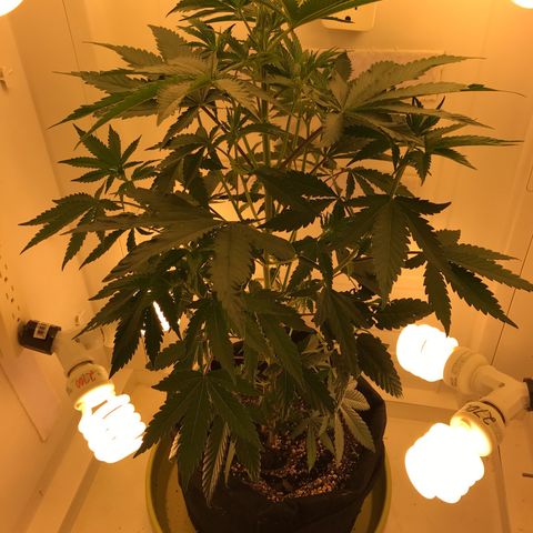 Freakshow  growlog timeline photo