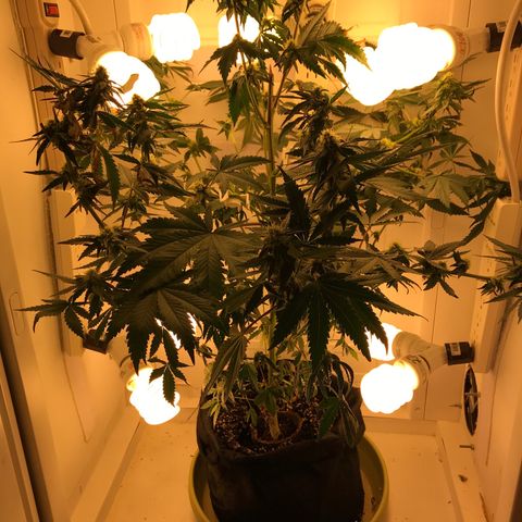 Freakshow  growlog timeline photo