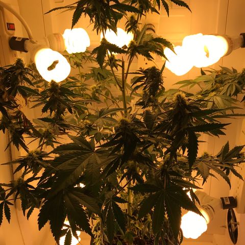 Freakshow  growlog timeline photo