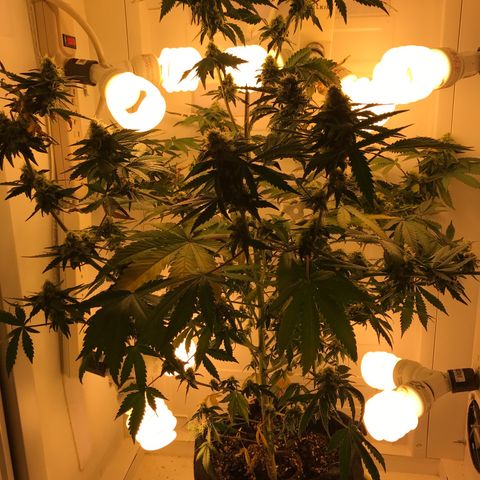Freakshow  growlog timeline photo