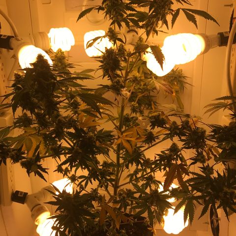 Freakshow  growlog timeline photo