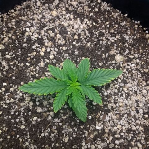 MJ1702 growlog timeline photo