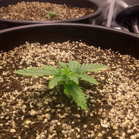 MJ1702 growlog timeline photo
